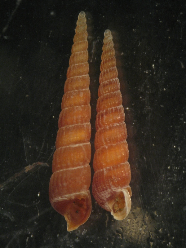pyramidellidae ?